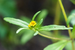 Melampodium strigosum