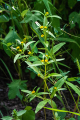 Melampodium strigosum