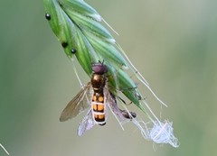 Entomophthora syrphi