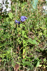 Gentiana scabra