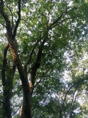 Terminalia macrostachya