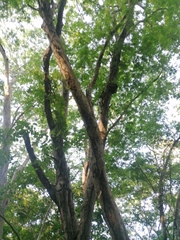 Terminalia macrostachya