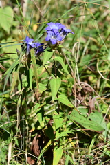Gentiana scabra