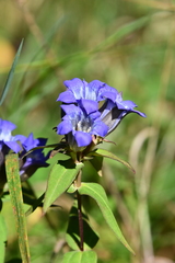 Gentiana scabra