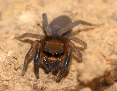 Cyrba nigrimana