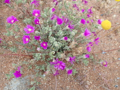 Drosanthemum hispidum