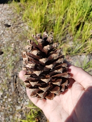 Pinus elliottii densa