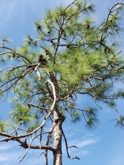 Pinus elliottii densa