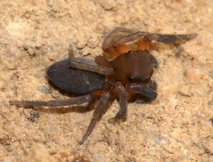 Cyrba nigrimana
