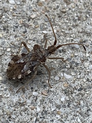 Centrocoris volxemi