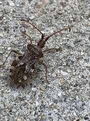 Centrocoris volxemi
