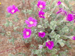 Drosanthemum hispidum