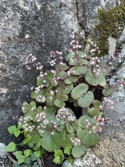 Crassula umbella (Crassula umbella)
