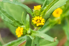 Melampodium strigosum