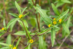 Melampodium strigosum