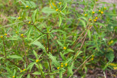 Melampodium strigosum