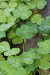 Oxalis acetosella