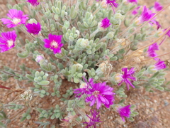 Drosanthemum hispidum