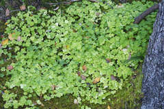 Oxalis acetosella