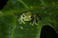 Chimerella mariaelenae