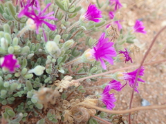 Drosanthemum hispidum