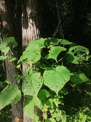 Heliocarpus donnellsmithii