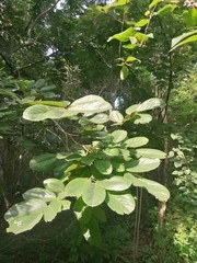 Piscidia carthagenensis