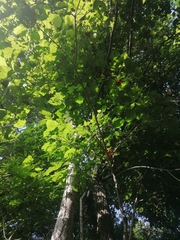 Heliocarpus donnellsmithii