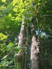 Heliocarpus donnellsmithii