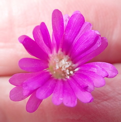 Drosanthemum hispidum