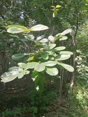 Piscidia carthagenensis