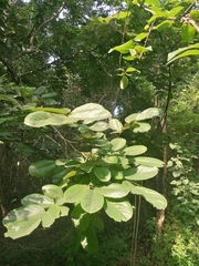 Piscidia carthagenensis