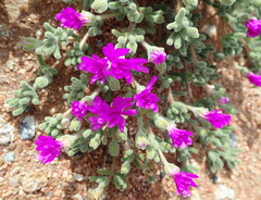 Drosanthemum hispidum