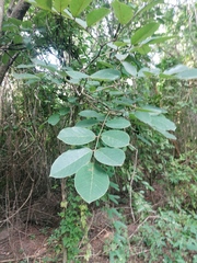 Piscidia carthagenensis