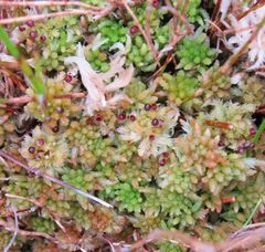 Sphagnum cristatum