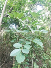 Piscidia carthagenensis