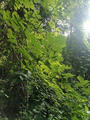 Piscidia carthagenensis