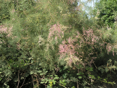Tamarix laxa