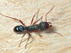 Rhytidoponera aspera