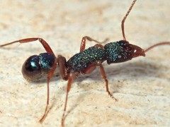 Rhytidoponera aspera