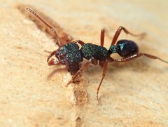 Rhytidoponera aspera