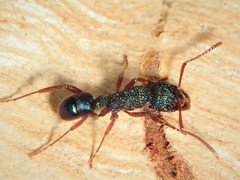 Rhytidoponera aspera