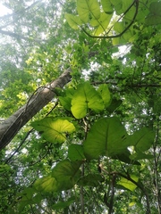 Philodendron jacquinii