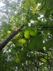 Philodendron jacquinii