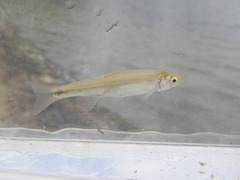 Cyprinella spiloptera