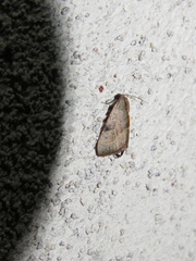 Galgula