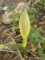 Arum concinnatum