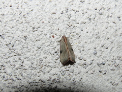 Galgula