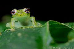 Chimerella mariaelenae