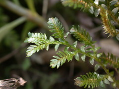 Selaginella aristata